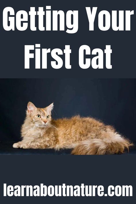 Getting Your First Cat Nature Website, First Time Cat Owner, Land Animals, Cat Hacks, Domestic Animals, About Nature, The Mistake, Dog Hacks, Pet Owner