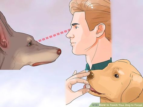 3 Ways to Teach Your Dog to Focus - wikiHow Train Dog, Focus On Me, Eye Contact, New Tricks, The Dog, For Dogs, Focus On, Dog Training, Train