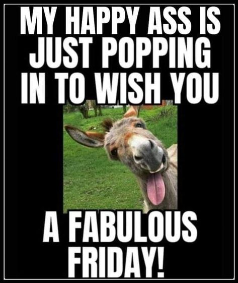 Friday Humor Hilarious Laughing, Friday Humor Hilarious, Monday Morning Humor, Good Morning Funny Pictures, Good Morning Funny, Orange You Glad, Sorry Not Sorry, Not Sorry, Friday Humor