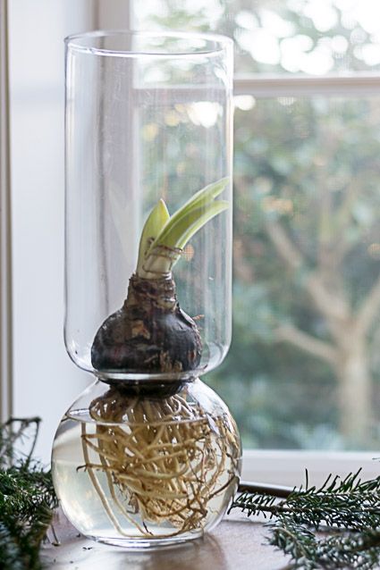 Amaryllis Arrangement, Amaryllis Care, Amaryllis Christmas, Bulb Planting, Amaryllis Plant, Indoor Water Garden, Grant County, Amaryllis Flowers, Amaryllis Bulbs