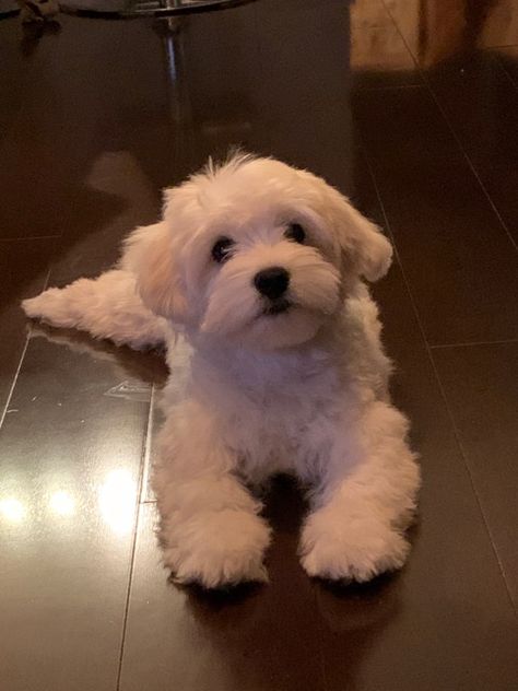 Coton De Tulear Grooming, Cotton De Tulear Dogs, Cute White Puppy, Poochon Dog, Cute White Puppies, Coton De Tulear Puppy, Coton De Tulear Dogs, Cute White Dogs, Bichon Dog