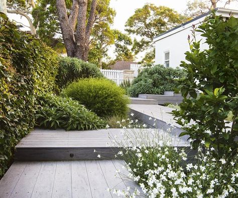 Australian Garden, Side Garden, Garden Pathway, Landscaping Tips, Back Gardens, Small Gardens, Shade Garden, Front Garden, Modern Garden