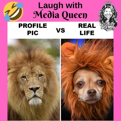 Profile pic vs Real life Profile Pic, Funny Pins, Cat Memes, Real Life, Lion, Memes, Dogs, Funny, Movie Posters