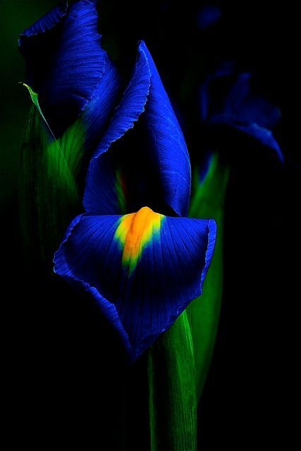 Mind blowing blue! Wow! *******************My name, Iris//wow, the previous pinners mother must have truly loved her Iris flowers! Witchy Garden, Perennial Bulbs, Tea Coaster, Pigeon Forge, Iris Flowers, Unique Flowers, Irises, Exotic Flowers, Flower Beauty