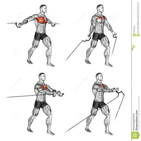 Exercising. Middle And Low Cable Fly - Download From Over 64 Million High Quality Stock Photos, Images, Vectors. Sign up for FREE today. Image: 66935758 Cable Flies Workout, Chest Cable Workout, Fly Workout, Chest Fly Workout, Calisthenics Workout Routine, Cable Machine Workout, Chest Workout For Men, Chest Workout Routine, Wall Art Portrait