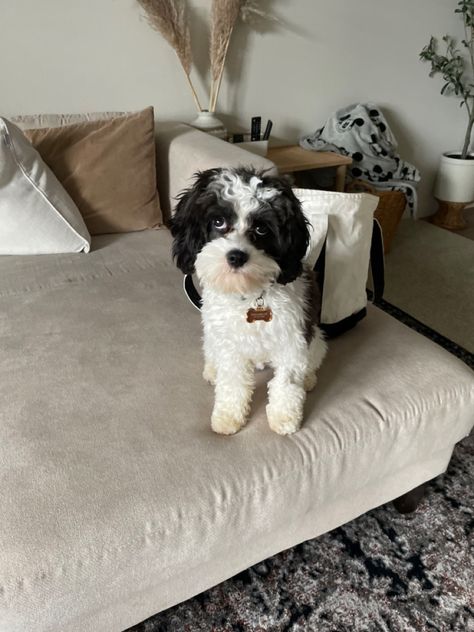 Cavapoo Black And White, Black And White Cavapoo, Cavapoo Black, White Cavapoo, Cavapoo Dogs, Cavapoo Puppy, Cavapoo Puppies, Dog Stuff, Dream Life