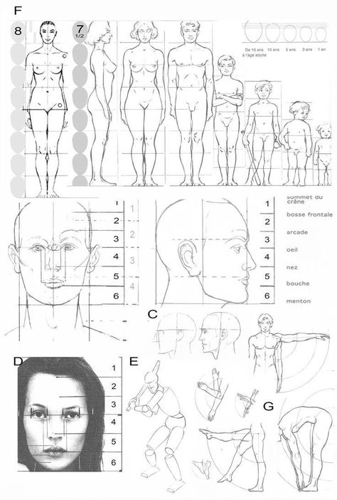 Body Proportion Drawing, Drawing Body Proportions, Human Body Drawing, 얼굴 드로잉, Human Anatomy Drawing, Human Figure Drawing, Human Anatomy Art, Human Drawing, Anatomy Sketches