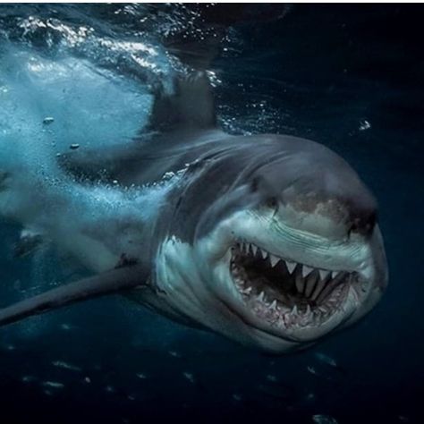 @sharkworld786 on Instagram: “😍🔥🔥” Scary Shark, Sharks Scary, Shark Facts, Shark Photos, Cool Sharks, Shark Pictures, Shark Jaws, Big Shark, Foto Top