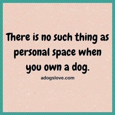 Dog Rules, Dog Obedience, Dog Training Obedience, Dog Boarding, Crazy Dog, Animal Quotes, Dog Quotes, Dog Life, I Love Dogs