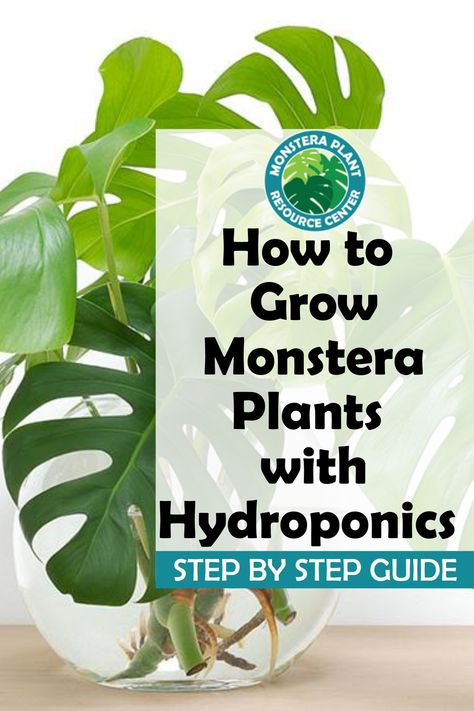 Growing Monstera In Water, Plant In Water, Plants Grown In Water, Indoor Hydroponics, Monstera Plants, Growing Mint, Tropical House Plants, Hydroponic Growing, Growing Orchids