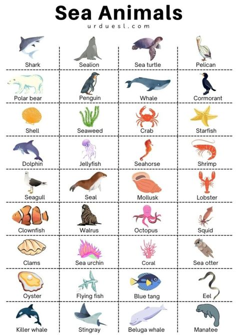 List of 85+ Sea and Aquatic Animal Names with Pictures Different Types Of Sea Animals, Aquatic Animals Worksheets, Aquatic Animals Drawing, Water Animals Drawing, Sea Animals Poster, Sea Names, Animals Name With Picture, Sea Animals Drawing, Animals Name List