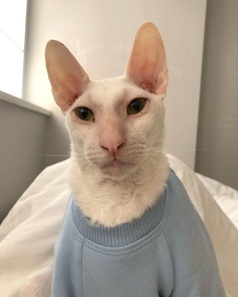 Cornish Rex Cats, Cute Devon Rex Cats, Cornish Rex Kitten, Silly Sphynx Cat, Sphynx Cat In Clothes, Sphynx Cat Wearing Sweater, Cornish Rex, Rex Cat, Dream's Cat