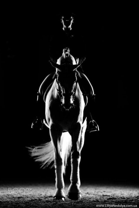 Cai Arabi, Horse Photography Poses, Equestrian Aesthetic, Horse Inspiration, Beautiful Arabian Horses, Horse Dressage, Akhal Teke, Horse Aesthetic, Most Beautiful Horses