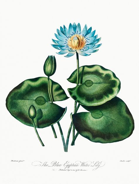 The Blue Egyptian Water-Lily illustration | free image by rawpixel.com Lily Illustration, Lotus Image, Lilies Drawing, John Thornton, Botanical Illustration Vintage, Leaf Images, About Water, Blue Lotus, Vintage Botanical Prints