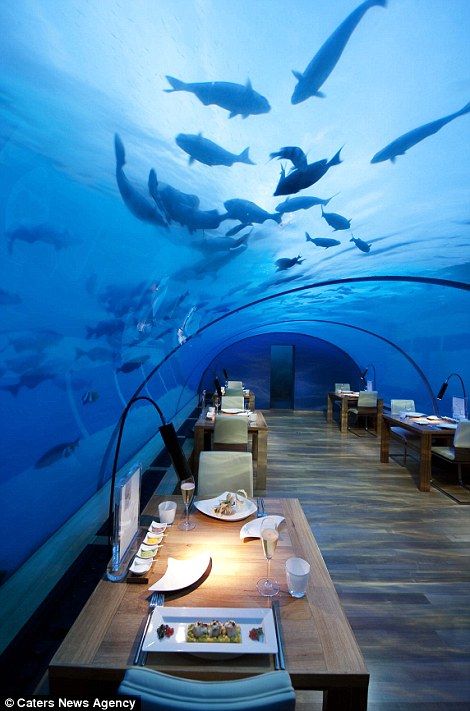 Conrad Maldives, Underwater Hotel, Underwater Restaurant, Floating Hotel, Maldives Holidays, Best Travel Insurance, Maldives Hotel, Dinner Show, Visit Maldives