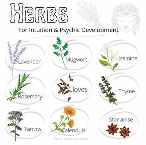 Witchy Herbs, Moon Meditation, Herbal Witch, Witchy Garden, Witchcraft Herbs, Herbal Education, Psychic Intuition, Magickal Herbs, Wiccan Magic