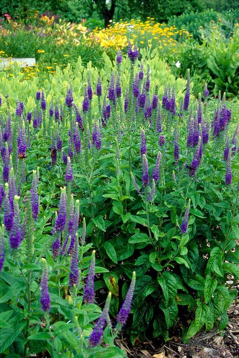 Tall Perennial Flowers, Veronica Spicata, Purple Perennials, Common Garden Plants, Purple Flowering Plants, Garden Transformation, Garden Perennials, Hardy Hibiscus, Perennial Bulbs