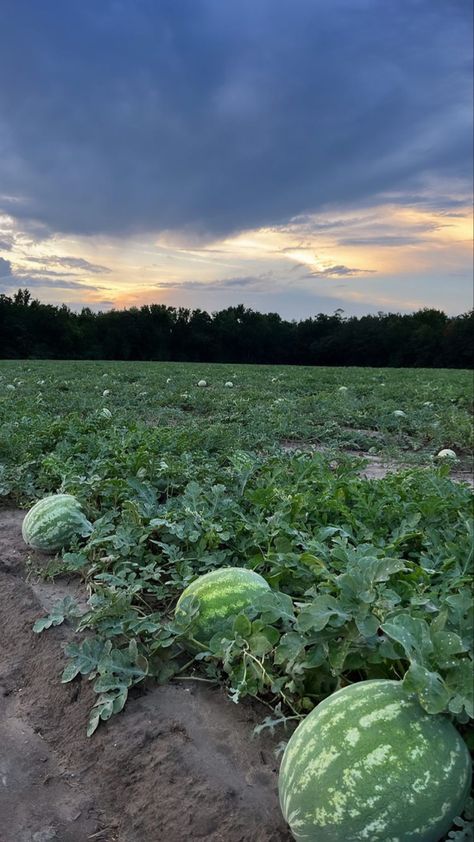 Watermelon Picking, Watermelon Farming, Home Greenhouse, Farm Photography, Farm Lifestyle, Camping Aesthetic, Nerve Pain Relief, Sun Set, Fruit Garden