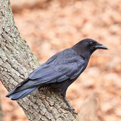 American Crow | Audubon Field Guide Common Crow, Crow Pictures, Crow Images, North American Animals, American Crow, Bird Identification, Common Birds, Crow Bird, Crows Ravens