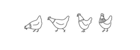 Small Farm Animal Tattoos, Chicken Minimalist Tattoo, Mini Chicken Tattoo, Dainty Chicken Tattoo, Chicken Line Tattoo, Chicken Tattoo Ideas Simple, Chicken Line Drawing, Simple Chicken Tattoo, Simple Chicken Drawing