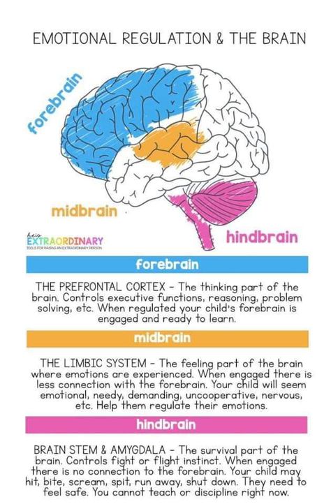 Brain Facts, Brain Anatomy, The Human Brain, Learning Tips, School Social Work, Brain Science, Child Therapy, Counseling Resources, Vie Motivation