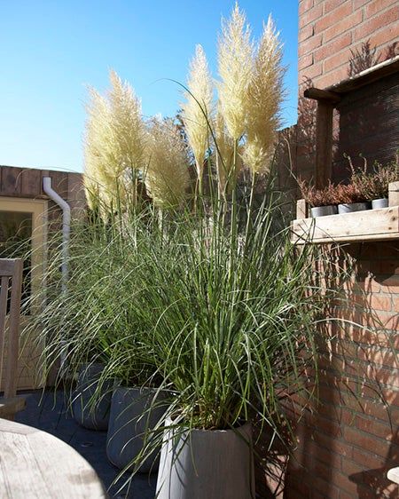 Pampas Grass Sea Grass In Planters, Pampas Garden Ideas, Pampas Grass Backyard, Pampas Grass In Garden, Potted Ornamental Grasses, Container Plants For Privacy, Potted Grasses On Patio, Pampas Grass Garden Landscaping, Pampas Grass Privacy Fence