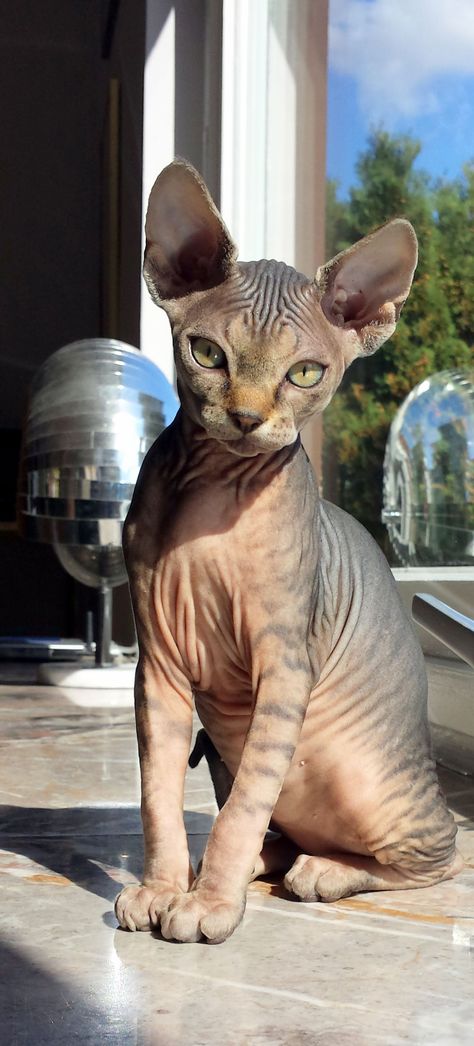 Cute Hairless Cat, Cat Paradise, Sphynx Cats, Sphinx Cat, Rex Cat, Cat Pose, Hairless Cat, Sphynx Cat, Cat Boarding