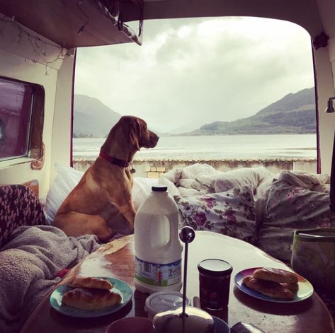 Camper Dog, Travel Camper, Camper Van Life, With Best Friend, Campervan Hire, Cool Campers, Dog List, Devon And Cornwall, Wildlife Park