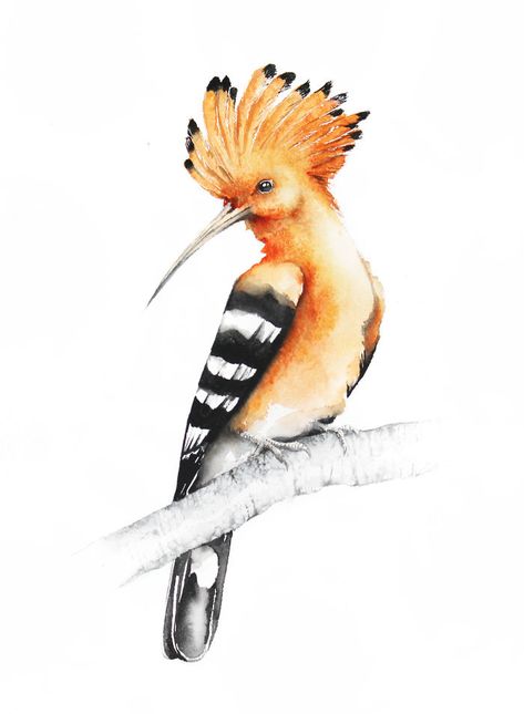 Hoopoe Bird Watercolor Paintings, Flying Birds, Bird Supplies, Bird Artwork, 수채화 그림, Bird Drawings, Bird Illustration, Watercolor Bird, Birds Flying