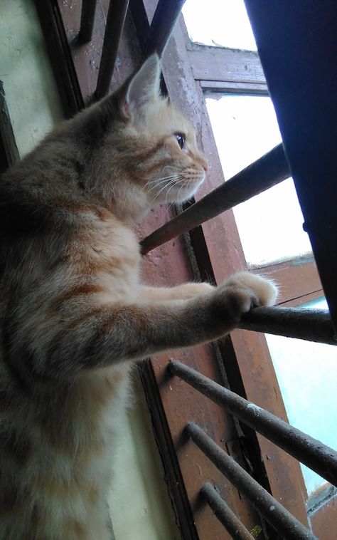 Cat Looking Through Window, Cats Looking Out Windows, Cat Looking Out Window, Looking Out Window, Cats Outside, Window Siding, Cat Window, Cat Comics, Looking Out The Window