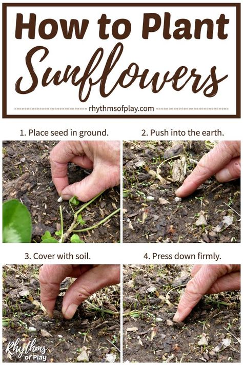 How To Plant Sunflowers, Growing Sunflowers From Seed, When To Plant Sunflowers, Planting Sunflower Seeds, Beginning Gardening, Plant Sunflowers, Sunflower House, Growing Sunflowers, Planting Sunflowers