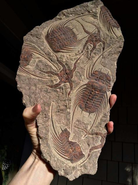 Cool Fossils, Fossil Art, Fossil Hunting, Fossil Bones, Rocks And Fossils, Prehistoric World, Trilobite Fossil, Paleo Art, Dinosaur Fossils