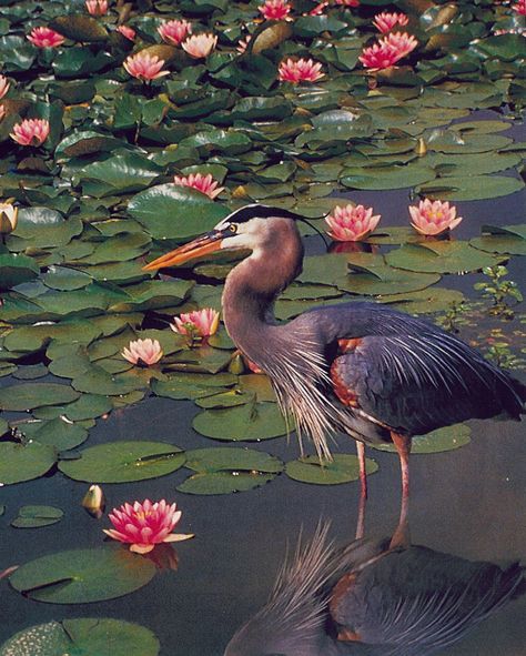 Heron and Water Lilies Lily Pads Reference, Lily Animal, Water Lily Asthetic, Lily Pond Illustration, Lily Pond Photography, Photos Flowers, Birds Nature, Water Lilly, Posca Art