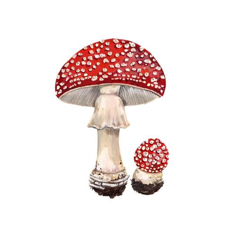 Kelzuki on Instagram: “Sup 🍄” Red And White Mushrooms, Mushrooms Drawing, Red And White Mushroom, Mushroom Wallpaper, Amanita Muscaria, Fly Agaric, Mushroom Drawing, Red Mushroom, White Mushrooms