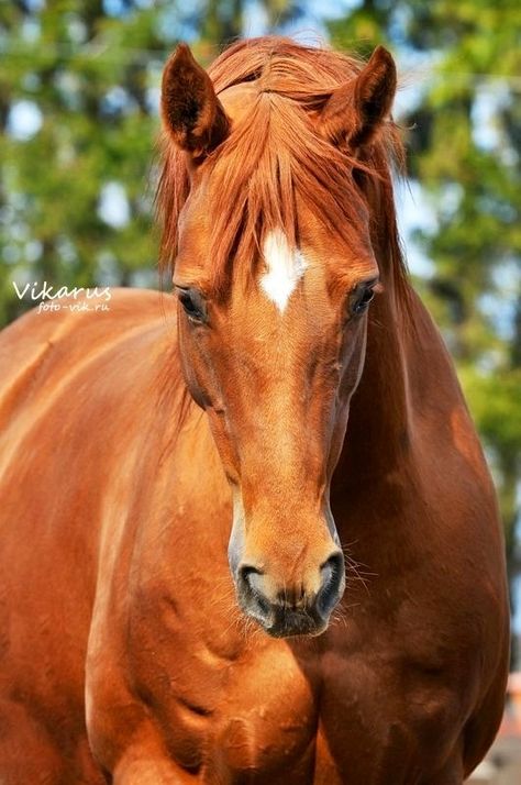 Horse heaven Horse Show Clothes, Morgan Horse, Barrel Racing Horses, Most Beautiful Animals, Majestic Horse, Horse World, Chestnut Horse, All The Pretty Horses, Horse Crazy