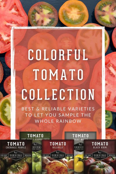 Grow a Rainbow Bounty of Heirloom Tomatoes Cherokee Purple Tomato, Rainbow Tomatoes, Heirloom Tomatoes Varieties, Planting A Rainbow, Purple Tomato, Tomato Varieties, Survival Garden, Heirloom Tomato Seeds, Home Grown Vegetables