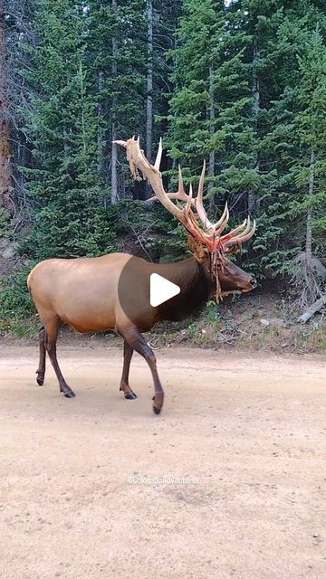 Seth Powell on Instagram: "Wow! The velvet shedding has begun! This bull elk walked right last me while sitting in my truck this morning on Old Fall River Road in the Rocky Mountain National. This may look painful, but it doesn't hurt the elk. Think of it like shedding dead skin after a sun burn, it itches, but it doesn't hurt. Thanks so much for watching and please share this with your friends!   #Bullelk #velvetshedding #sheddingvelvet #coloradowildlife #Colorado #wildlifepage #elk #wildlifevideos #wildlifereels #naturereels" Roosevelt Elk, Wild Life Videos, Bull Elk, Sun Burn, River Road, Fall River, Animal Pics, Rocky Mountain National, Animal Videos