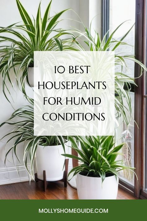 Looking to introduce some greenery into your bathroom? Check out these top houseplants for bathrooms that thrive in low light and high humidity environments. These indoor plants are perfect for windowless bathrooms and can help reduce humidity levels while also adding a touch of freshness to your space. Consider getting a humidifier to create the optimal humidity levels for your plants if needed. Discover the best indoor plants for humidity today and transform your bathroom into a lush oasis! High Humidity Plants, Plants Humidity, Plants For Bathroom, Best Houseplants, Rainforest Plants, Zebra Plant, Pothos Plant, Best Indoor Plants, Peace Lily