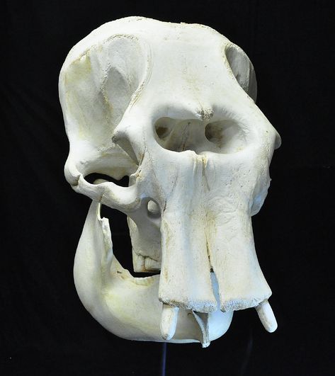 Asian Elephant Adult Female Skull | My Site Skulls Reference, Elephant Brain, Elephant Skull, Asiatic Elephant, Female Skull, Elephant Facts, African Bush Elephant, Bull Elephant, Skull Reference