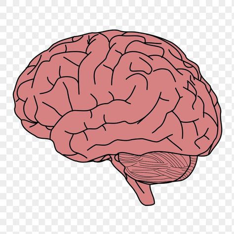 Brain Pictures Image, Brain Png Aesthetic, Pink Brain Aesthetic, Animated Brain, Drawing Brain, Brain Clipart, Brain Cartoon, Brain Png, Brain Pictures