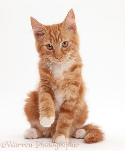 Ginger kitten sitting and raising a paw Cat Sitting With Paw Up, Stylised Cat Drawing, Cat Sitting Reference, Cat Sitting Pose, Cat Sitting Drawing, Drawing Reference Cat, Sitting Drawing Reference, Kitten Reference, Kitten Poses