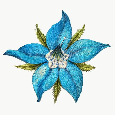 Borage Flower, Bee Images, Free Illustration Images, Antique Artwork, Vector Flowers, Flower Logo, Flower Art Painting, Cute Illustration, Botanical Illustration