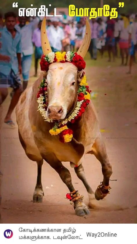 Bull Images Hd, Kangayam Bull, Kangayam Bull Images, Indian Bull Images, Birthday Flex Background Images Hd, Pongal Greetings, Flex Background, Painting Themes, God Pic