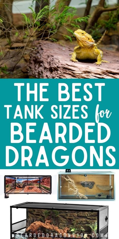 Lizard Tank Ideas Diy Bearded Dragon, Diy Bearded Dragon Cage How To Build, Diy Bearded Dragon Hideout, Bioactive Bearded Dragon Tank, 40 Gallon Bearded Dragon Tank Ideas, Cute Bearded Dragon Tank, Bearded Dragon Terrarium Ideas Tanks, Diy Bearded Dragon Cage, Bearded Dragon Colors