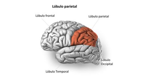 El lóbulo parietal se encuentra entre el lóbulo frontal y el occipital y por encima del lóbulo temporal en cada hemisferio cerebral. Sus límites son los siguientes: