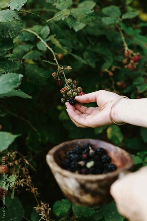 Blackberry Picking, Nature Living, Kitchen Garden, Permaculture, Country Life, Country Living, Farm Life, Secret Garden, Blackberry