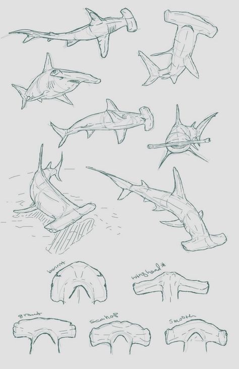 Anatomy Male, Shark Drawing, Animal Drawings Sketches, Shark Art, Animal Anatomy, Shark Tattoos, Desenho Tattoo, 수채화 그림, Animal Sketches