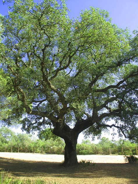 Cork Oak Cork Oak Tree, Burr Oak, Orchard Tree, Cork Tree, Backyard Trees, Mediterranean Plants, Pool House Plans, Live Oak, Planting Plan