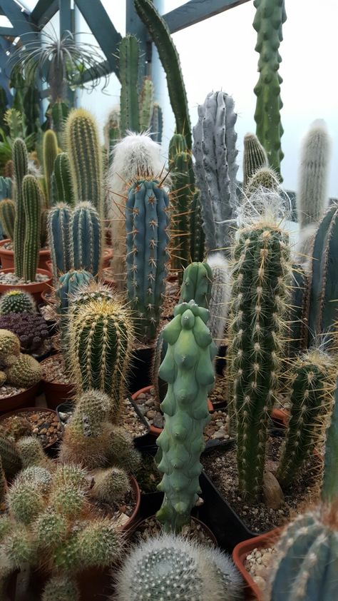 Cactus Fence, Cactus Species, Indoor Cactus Plants, Cactus Farm, Grafted Cactus, Cactus Garden Landscaping, Flowering Cactus Photography, Indoor Cactus, Cactus House Plants