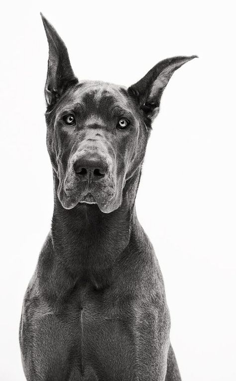 Dogs Black And White, Cute Dog Costumes, Dogs Black, Art Print Black And White, Doberman Dog, Photography Animals, Dog Art Print, Great Dane Puppy, Dogs Lover